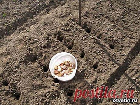 (+1) тема - о зимнем чесноке | 6 соток