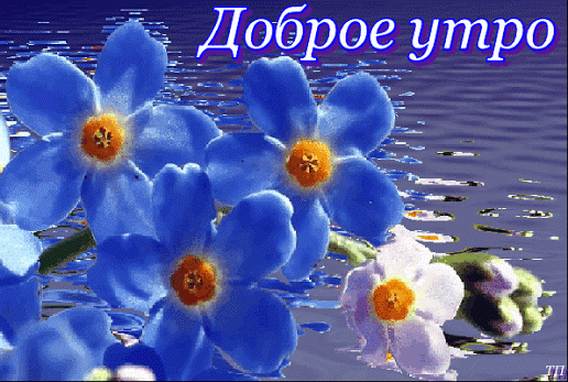 295960176187339.gif (516×347)