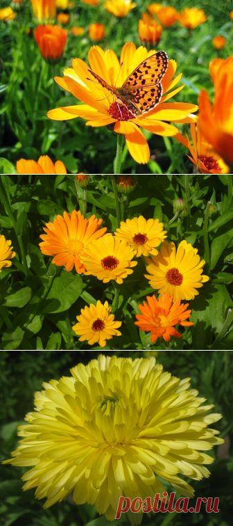 (+1) тема - Календула. Выращивание и уход | 6 соток