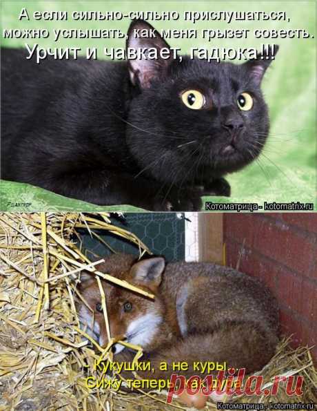 Котоматрица: Главная