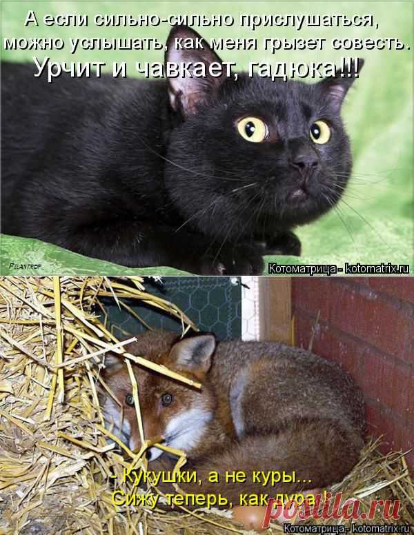 Котоматрица: Главная