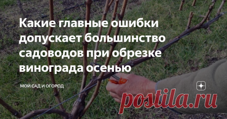 Какие главные ошибки допускает большинство садоводов при обрезке винограда осенью Как только мы обзавелись участком, сразу принялись облагораживать виноградник, так как любителей поесть эту вкусную ягоду у нас в семье «вагон и маленькая тележка». Процесс этот занял немало времени — что-то посадили, что-то обновили, что-то удалили...
Но, к превеликому сожалению, за несколько лет регулярного ухода за виноградом, нам ни разу не удалось собрать с него достойный урожай. Естественно,