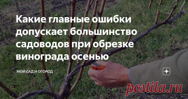 Какие главные ошибки допускает большинство садоводов при обрезке винограда осенью Как только мы обзавелись участком, сразу принялись облагораживать виноградник, так как любителей поесть эту вкусную ягоду у нас в семье «вагон и маленькая тележка». Процесс этот занял немало времени — что-то посадили, что-то обновили, что-то удалили...
Но, к превеликому сожалению, за несколько лет регулярного ухода за виноградом, нам ни разу не удалось собрать с него достойный урожай. Естественно,