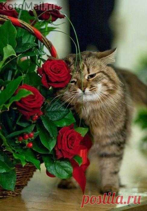 Котик и цветы - подарок для любимой