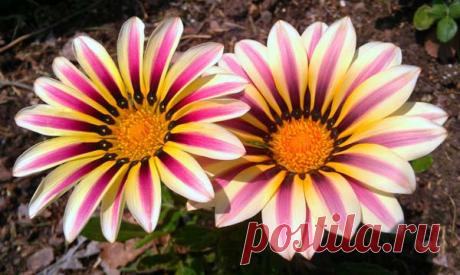 Гацания: выращивание африканской ромашки