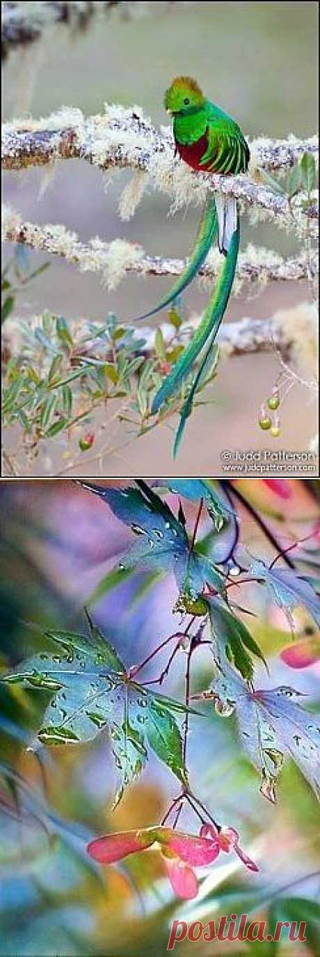 (4) Одноклассники