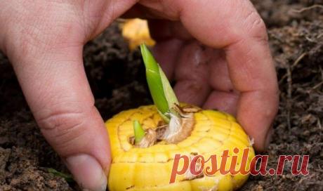 Подготовка клубней гладиолусов к посадке весной: 6 полезных подсказок Гладиолусы – луковичные цветы, потому процесс их выращивания специфичен. Работа начинается в первый весенний месяц, когда посадочный материал готовится к перемещению в открытый грунт.