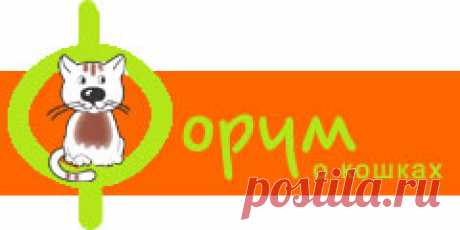 Чем кормить котенка | ZOODOM