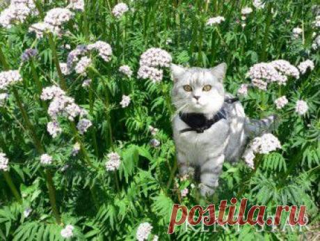 Валерьянка для кошек