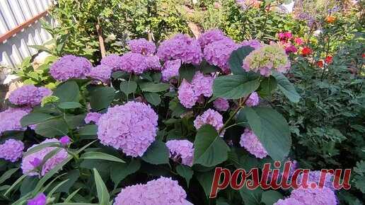 Гортензия БЕСКОНЕЧНОЕ ЛЕТО 🌸🌸🌿🌿в условиях средней полосы (4 зона)