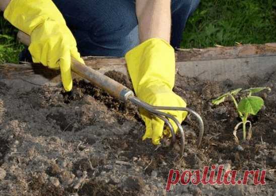 СОВЕТЫ ДАЧНИКАМ. ЭТО ДОЛЖЕН ЗНАТЬ КАЖДЫЙ
Обязательно сохраните к себе на стену, чтобы не потерять!
Землянику полезно мульчировать хвойным опадом. Это улучшит вкус ягод, а также поможет справиться с серой гнилью, долгоносиком, клещом, проволочником. А мульчирование папоротником поможет землянике справиться
с нематодами и серой гнилью.
*********************************
После резкого похолодания растени опрыскивают иммуноцитофитом или цирконом. А можно использовать настой луковой шелухи. Залить 1