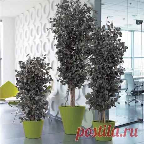 Комнатное растение Эвкалипт (Eucaliptus). Многие эвкалипты - высокие деревья, растущие в Австралии. Между тем, существуют виды эвкалиптов, которые можно выращивать в комнатах и оранжереях как горшечные растения. Условия успеха их содержания в домашних условиях - прохлада и хорошее освещение. Летом горшок с молодым эвкалиптом можно выносить на улицу. Рост кустиков эвкалиптов сдерживают прищипкой и обрезанием. В комнатах выращивают эвкалипт Ганна (E.gunnii) или эвкалипт лимонный (E.citrodora).