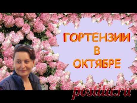 Гортензии в Октябре.  Сад Людмилы Кудасовой