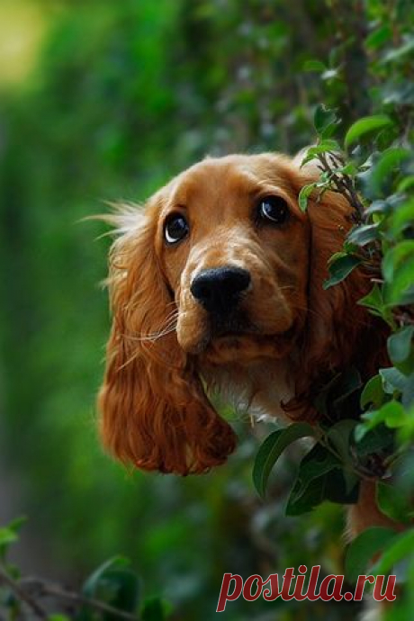 I swear I didn't do it.  |  Pinterest: инструмент для поиска и хранения интересных идей