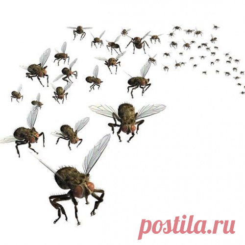 Как избавиться от мошек - МирТесен