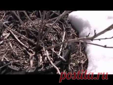 Обработка кустов черной смородины ранней весной кипятком (обливание горячей водой)