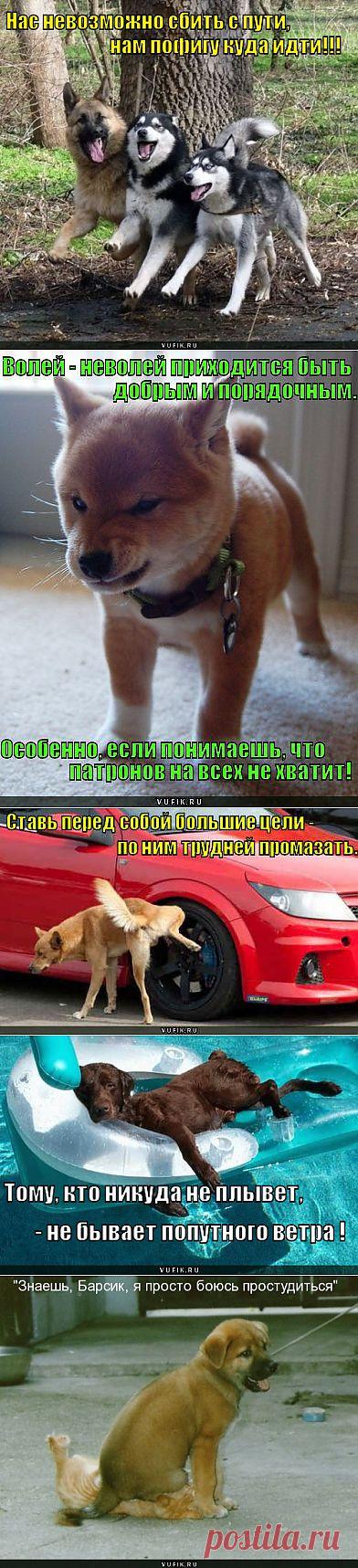 Смешные фото собак