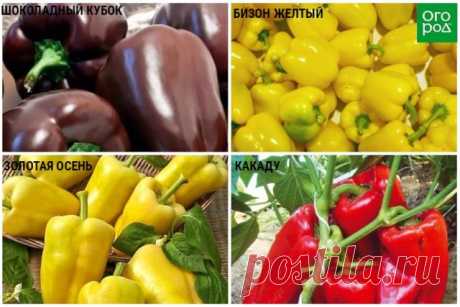 Почему у перца деформируются плоды – все причины проблем и что нужно делать