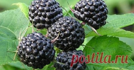 Чёрная малина способна лечить аллергию