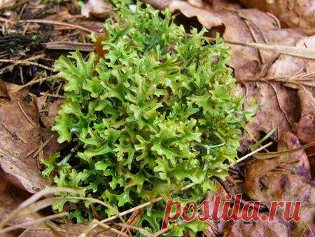 Исландский мох. Полезные свойства Исландского мха. Применение