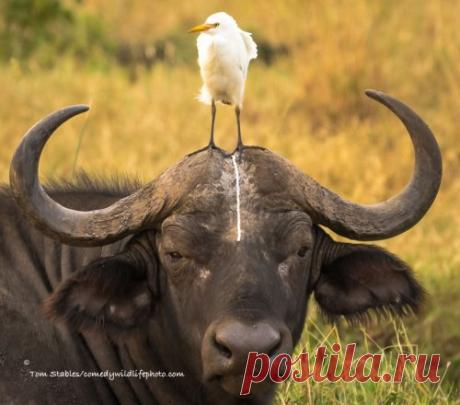 Весёлые фотографии, присланные на конкурс Comedy Wildlife Photography Awards-2016