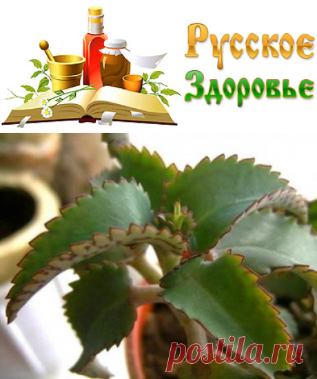 5 лекарств из каланхоэ