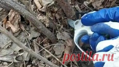 Как обрезать черную смородину для большого урожая. Уход весной!👌