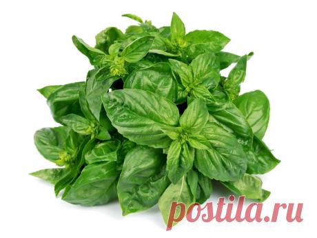 15 чудесных применений базилика – ""БУДЬТЕ ЗДОРОВЫ !, пользователь Ириша Романова | Группы Мой Мир