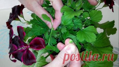 Пеларгония (герань): посадка, выращивание, уход, особенности сортов герани