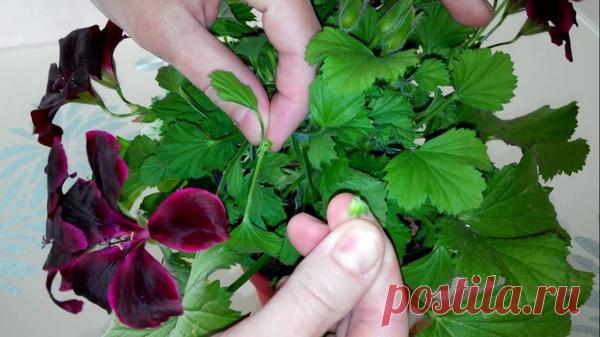 Пеларгония (герань): посадка, выращивание, уход, особенности сортов герани