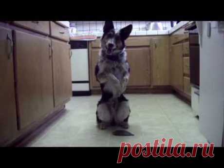 Just Jumpy the dog (by Omar von Muller)