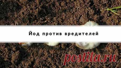 Одна капля йода, и ты не узнаешь свой огород!