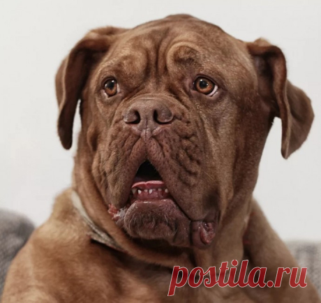 А ведь кто-то считает, что собаки не эмоциональны