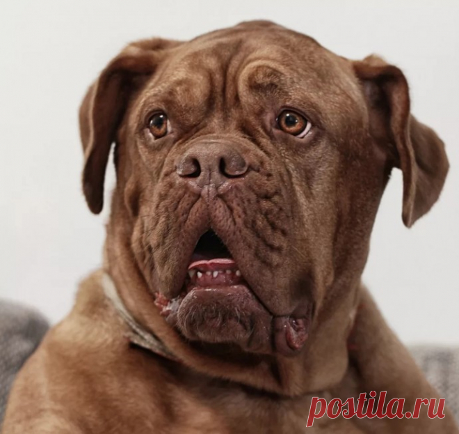 А ведь кто-то считает, что собаки не эмоциональны