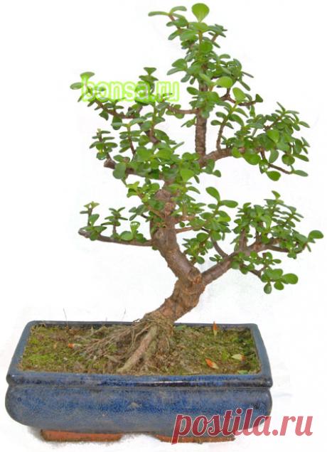 Портулакария