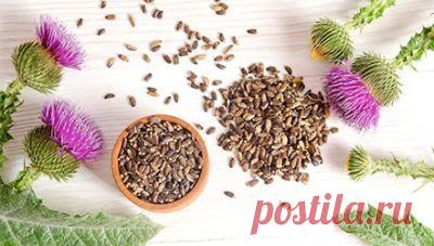 Чистка печени расторопшей: как правильно принимать шрот в домашних условиях - Официальный сайт - 