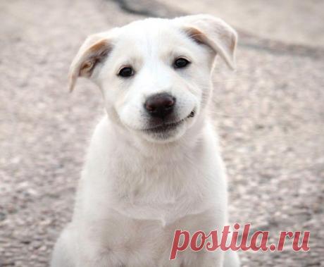 Поделись улыбкою своей :) "..улыбайтесь, господа!"