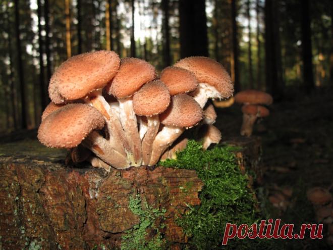 Памятка начинающего грибника: как не спутать настоящий опенок с ложным | Дачные дела | Пульс Mail.ru Опята относятся к группе грибов, которые чаще всего растут большими группами на старых пнях и деревьях.