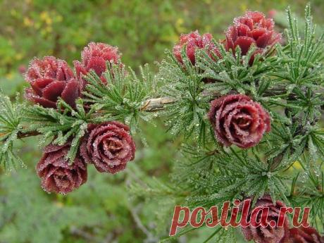 Живопись професcионалов.
Светлана В