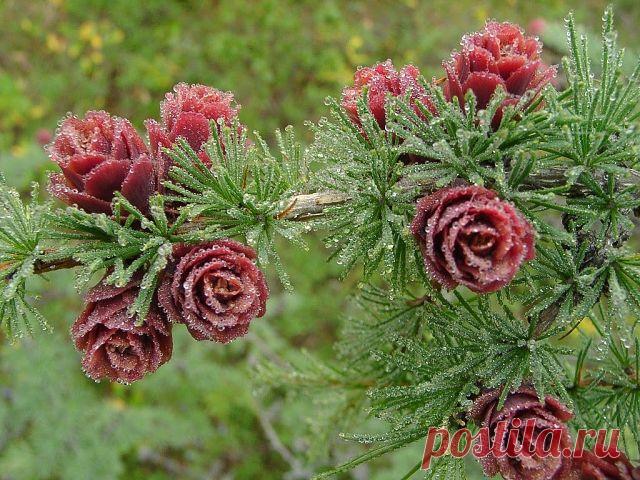 Живопись професcионалов.
Светлана В