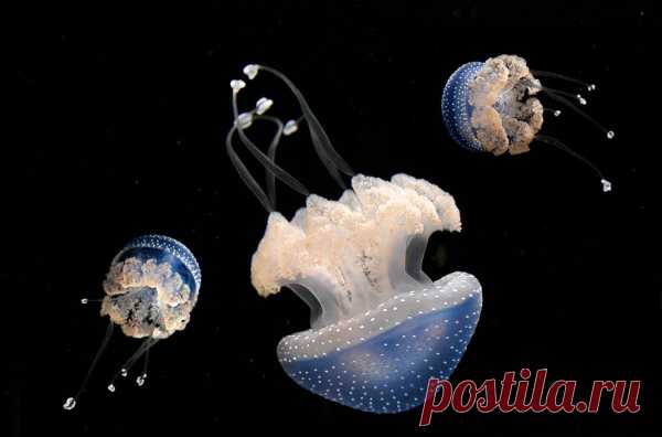 30 фото медуз — самых невероятных морских обитателей