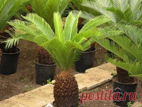 بالصور تنسيق نباتات الزينة الداخلية , أحدث صيحات تنسيق نباتات الزينة الداخلية بالصور , نباتات 2020 , ديكور نباتات الزينة الداخلية