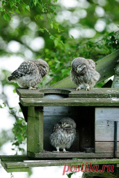 (22) Owlets | Owls | Совиный Дом, Маленькие Совы и Загородная Жизнь