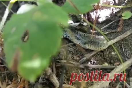 Россиянин ради эффектного кадра максимально приблизился к ядовитой змее. На Сахалине местный житель заметил ядовитую гадюку и решил записать с ней эффектное видео. Он максимально близко приблизился к змее, сделав несколько достаточно интересных кадров. Запись сделали на горе Красная. Увидев, что в траве лежит гадюка, россиянин подошел ближе и достал телефон.