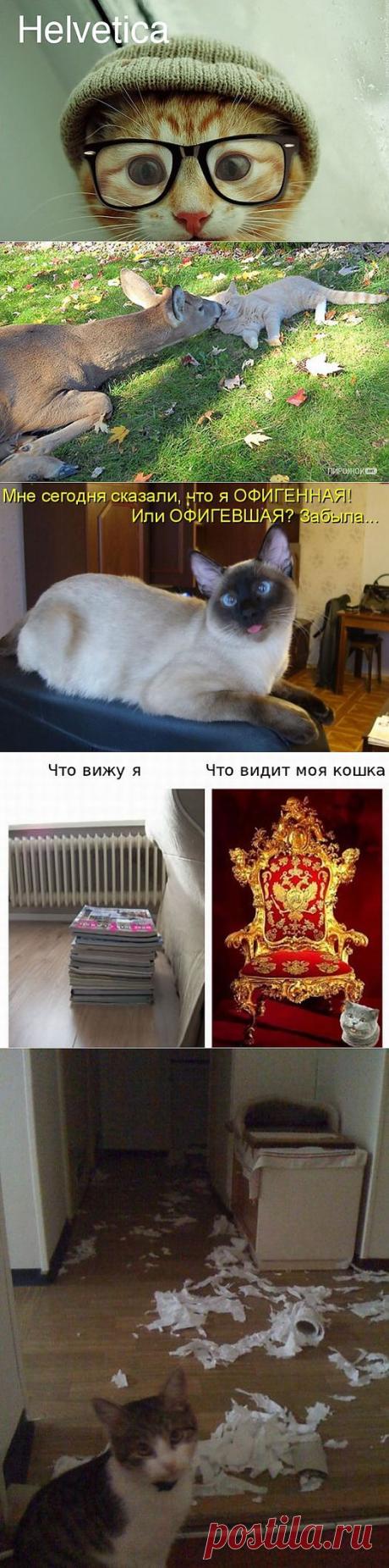 Фотоприколы с котами &amp;raquo; Страница 5