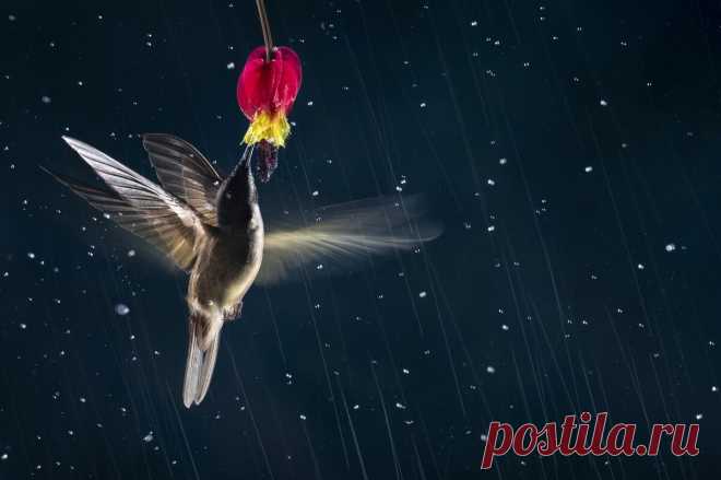 20 лучших фото животных 2020 года, где фотограф поймал удивительный момент | Российское фото | Яндекс Дзен