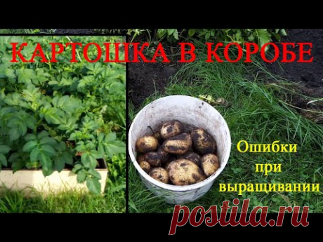 Картофель в коробе. Ошибки при выращивании