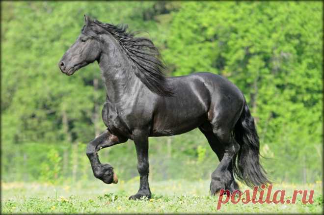 БЕЛКА — «фриз» на Яндекс.Фотках