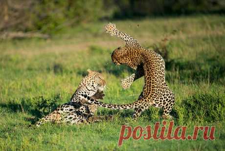«Я давно не размениваюсь просто на красивые картинки: мне интересны взаимоотношения животных, вся их жизнь и главные ее события». Фотограф Сергей Горшков рассказывает о резервате Саби-Сэнд, доме его любимых моделей — леопардов.