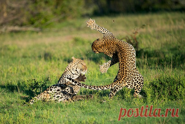 «Я давно не размениваюсь просто на красивые картинки: мне интересны взаимоотношения животных, вся их жизнь и главные ее события». Фотограф Сергей Горшков рассказывает о резервате Саби-Сэнд, доме его любимых моделей — леопардов.